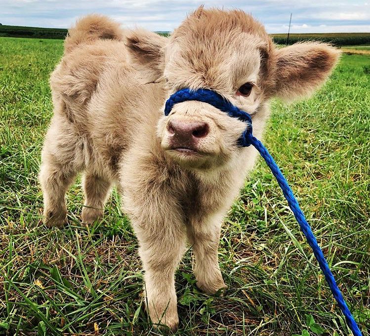 CowoftheDay1's tweet photo. 6th April 2019 https://t.co/DpfR4zv0XL