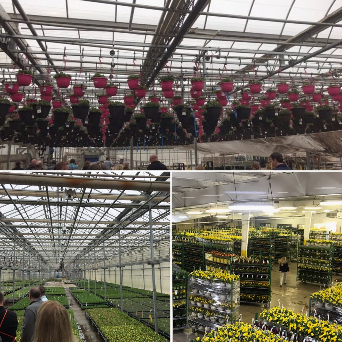 Taking a first look at a great partner Growers Direct. Asm Megan and our Garden DH Kim took a tour of the facility and it screams SPRING!! #D237STRONG <a href="/whipplenh/">Donna Whipple</a> <a href="/marantes1/">Marcelo Arantes</a>