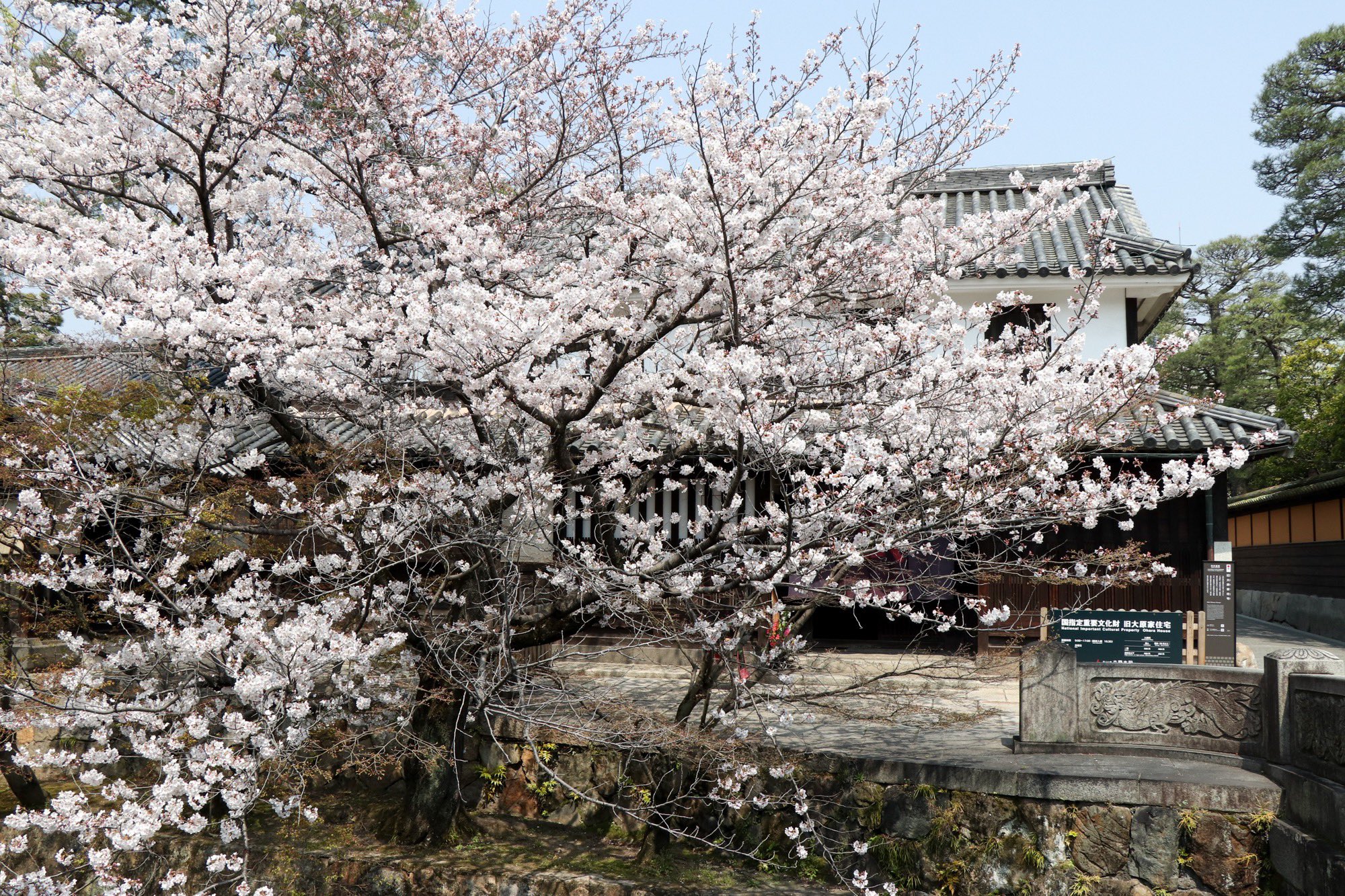 倉敷市 4月６日 美観地区の桜 天気も良く花見日和ですね 美観地区の桜もほぼ満開 ここ数日が見頃ではないでしょうか 観光客でにぎわっていて 桜を撮影する人も大勢おられましたよ 桜 さくら 花見 Sakura 倉敷市 倉敷 旅 旅行 美観地区