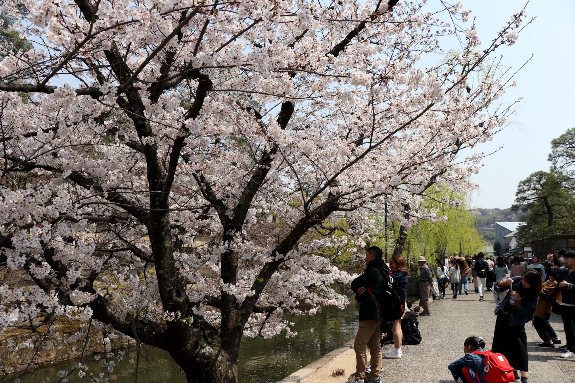 倉敷市 4月６日 美観地区の桜 天気も良く花見日和ですね 美観地区の桜もほぼ満開 ここ数日が見頃ではないでしょうか 観光客でにぎわっていて 桜を撮影する人も大勢おられましたよ 桜 さくら 花見 Sakura 倉敷市 倉敷 旅 旅行 美観地区