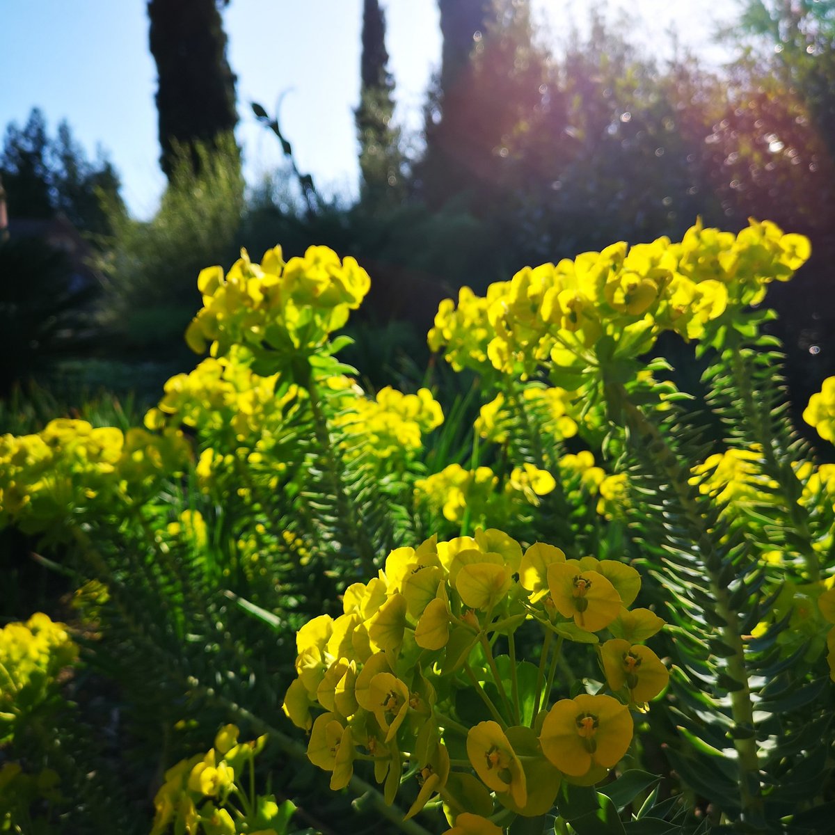 Euphorbia rigida @BrisBotanicGdn ☀️