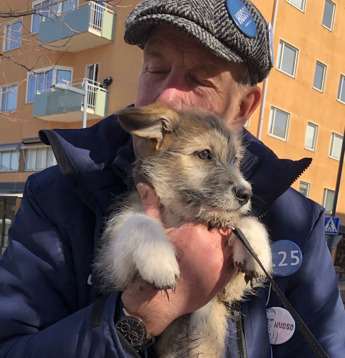 HussoJarmo's tweet photo. Onhan ne vaalitkin tärkeät, mutta pentukuiskaaja ja muhoksen jodlaava madekoira Heta sopivat, että neulahampaiden upottaminen korvalehteen on vieläkin tärkeämpää. #vaalit19 #pentukuiskaaja #smack #lurts #kokoomus https://t.co/aTnkplwaLT