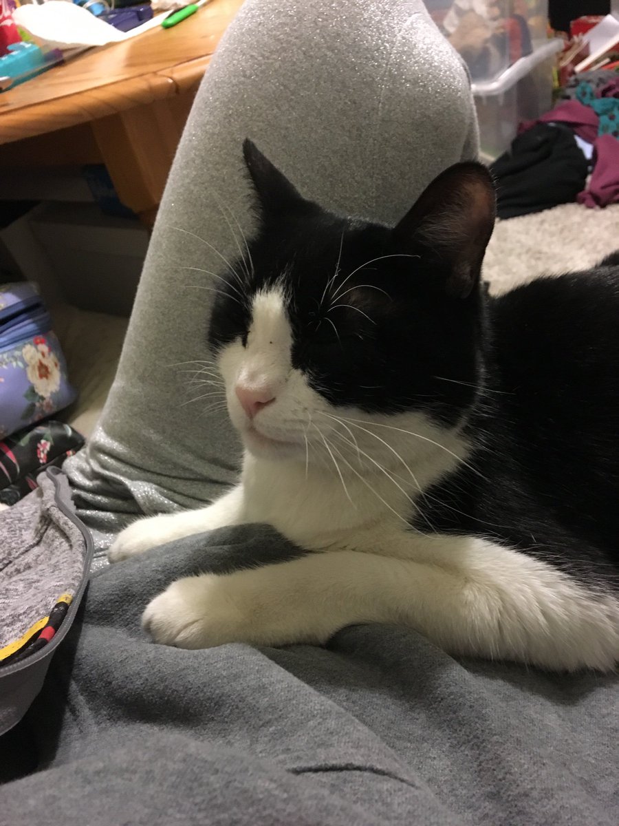 Friday Night snuggles 🤗😻