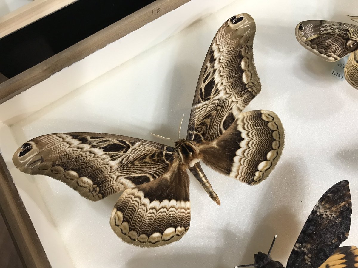 ガの標本が増えてきたので、売場の箱を一箱足しました。このアフリカの