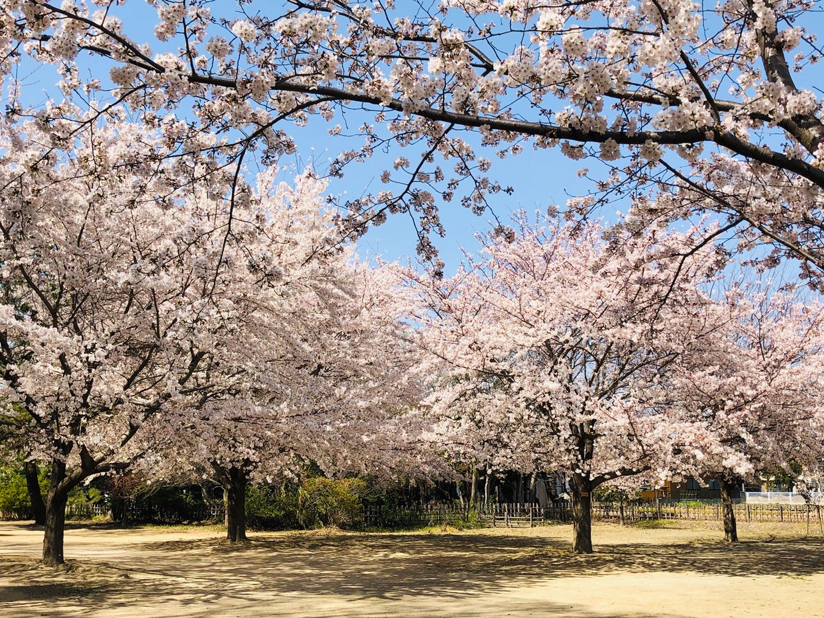 webgets's tweet image. 桜満開！ 平成最後の桜♪

#桜 #お花見 #SAKURA