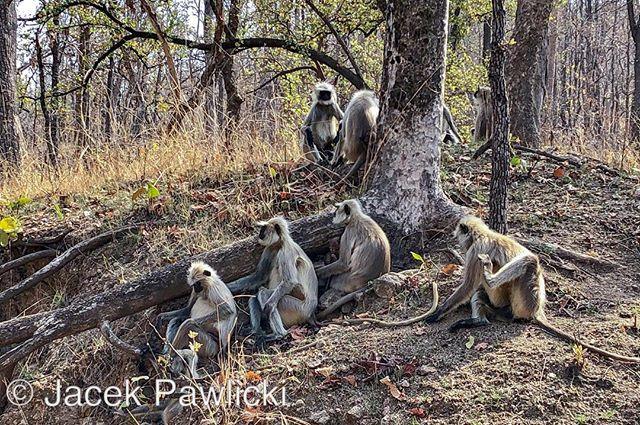 TuPawlicki's tweet photo. #penchnationalpark #india #hanumanmonkey #travel #safari #travel #world #worldcaptures #travelphotography #world #instagood Pench National Park, April 2019 https://t.co/Ql8mFAR029