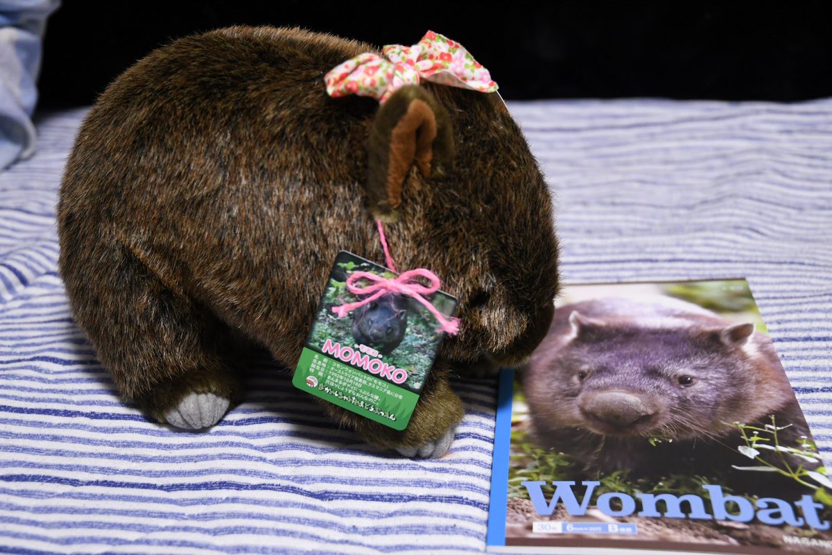 ふもふも No Twitter モモコさんのぬいぐるみ が発売開始 ということで厳選の一頭を連れ帰ってきました リボンが色々あって迷いに迷いました 五月山と比べるとやはりそこはオーストラリア本土のウォンバット 一回り大きいサイズ 毛並みが良くていい感じです