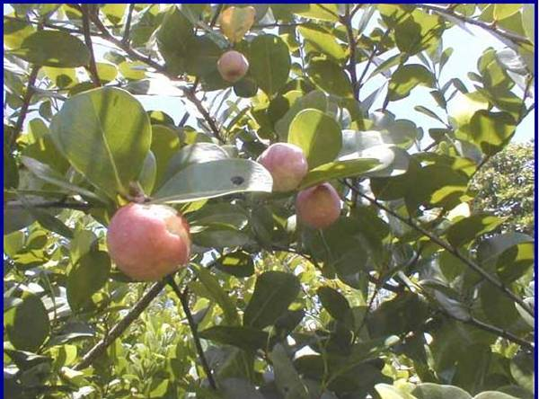 arbolespe's tweet photo. El #Icaco (Chrisobalannus icaco) es un árbol de playa que tolera la sal, usado e jugos y jaleas, con propiedades alimenticias y medicinales, es astringente y se está trabajando para comprobar posibles usos como hipoglucémico e inhibidor del virus del SIDA #parquedeleste https://t.co/ZQeOBpmySD