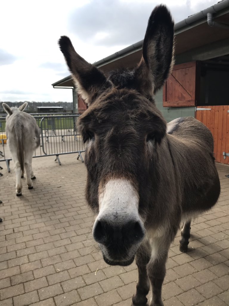 It’s a beautiful weekend to see the donkeys! We’re open all weekend 10am-4pm 

We hope to see you soon 😊