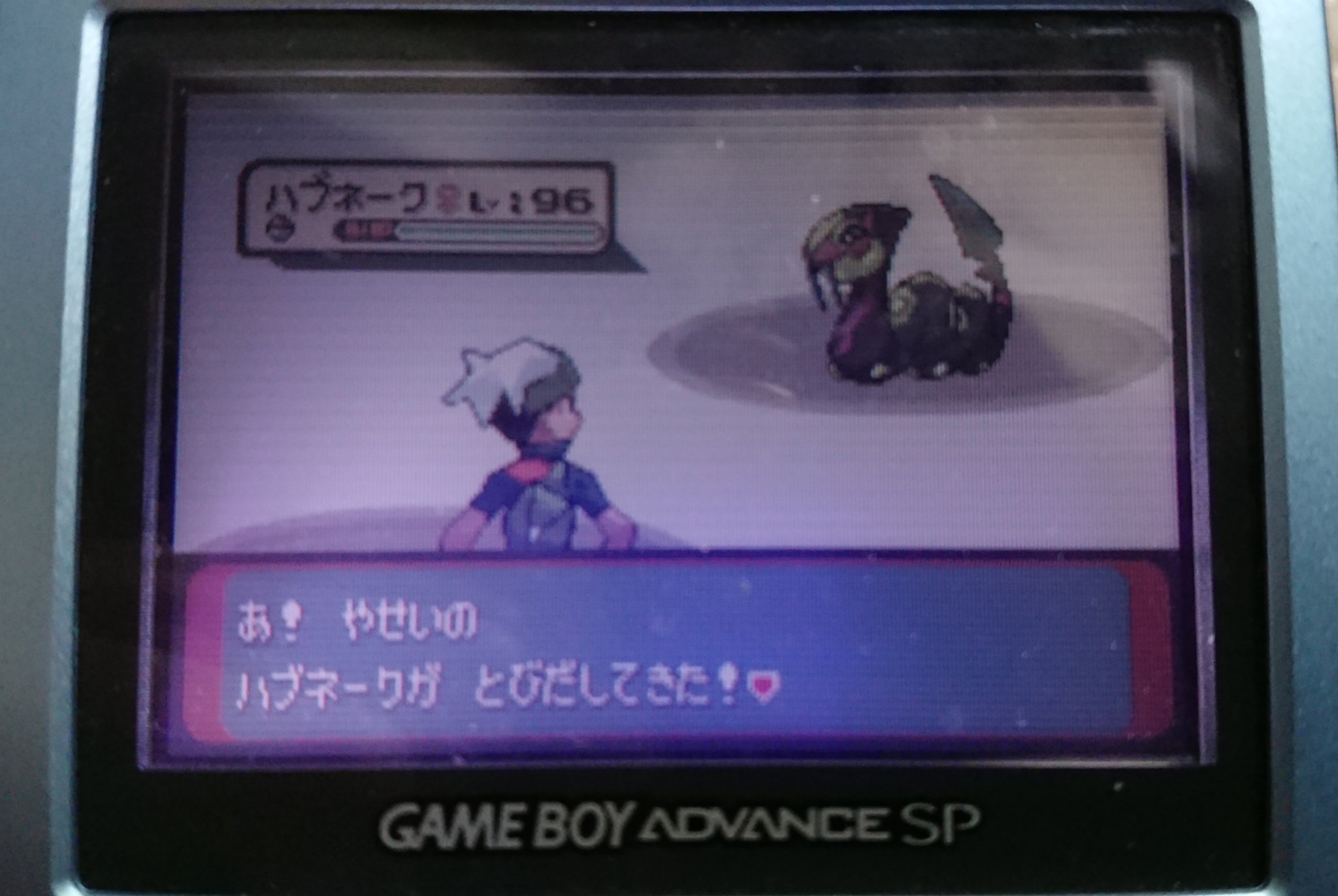 バレおじ えwwwwww 待ってwwwwww 童心に返って ポケットモンスターエメラルドの バトルチューブやってたら 野生 ポケモン出てくるところで 色違いハブネーク出てきたんだがwww ゲットできないの辛すぎwww てか何 の確率だよwww ポケットモンスター
