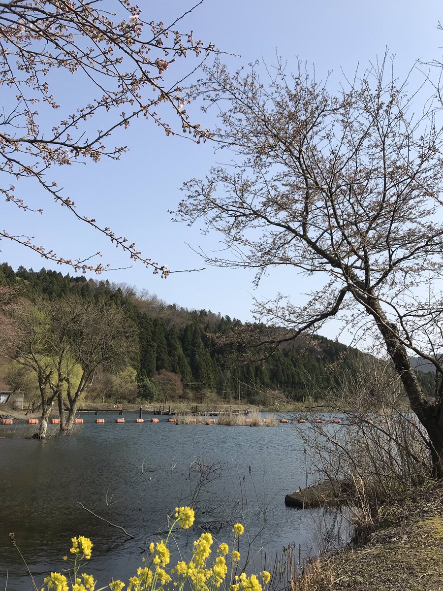 ひでよしくん Sur Twitter 余呉湖の桜 ソメイヨシノ は咲き始め だね 余呉湖の桜 T Co Kbcatshkgv