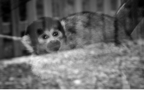 ZOOXXIproject's tweet photo. SE MATAN ENTRE 3000 Y 5000 ANIMALES EN LOS ZOOS POR RAZONES DE GESTIÓN
El 3 de mayo puede cambiar. Te esperamos para demostrar a los partidos que no nos quedaremos de brazos cruzados mientras se decide el futuro del zoo, de los animales y del planeta 👉 https://t.co/623hLcDvuh https://t.co/DnukcxDYpb