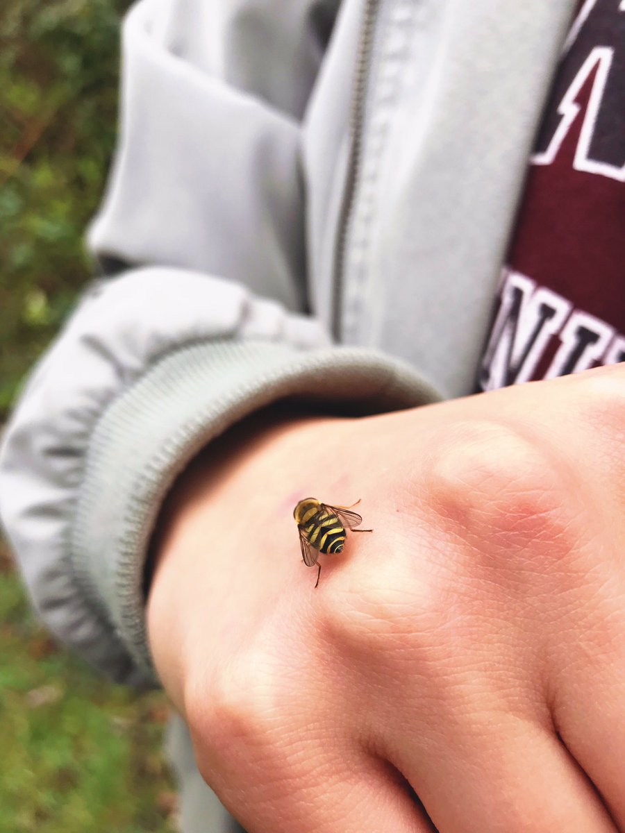 LeahSha08505436's tweet photo. Some cool lil beasties from invertebrate sampling on vegetation🍃🐞 #invertebrates #invertebratesampling #ecology #zoology #animals #bugs #ladybird #insects #thedowns https://t.co/DZHGPsjZwI
