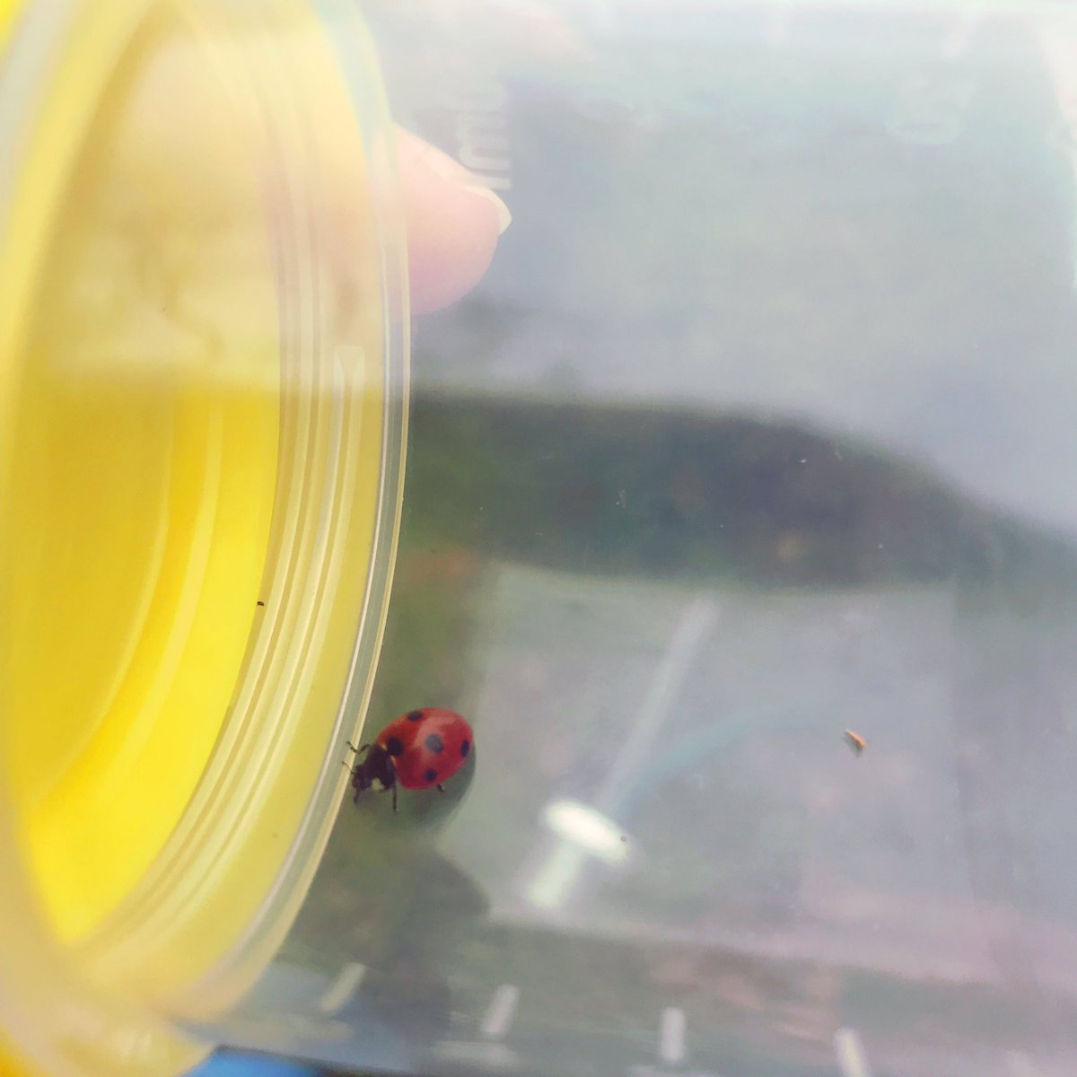 LeahSha08505436's tweet photo. Some cool lil beasties from invertebrate sampling on vegetation🍃🐞 #invertebrates #invertebratesampling #ecology #zoology #animals #bugs #ladybird #insects #thedowns https://t.co/DZHGPsjZwI