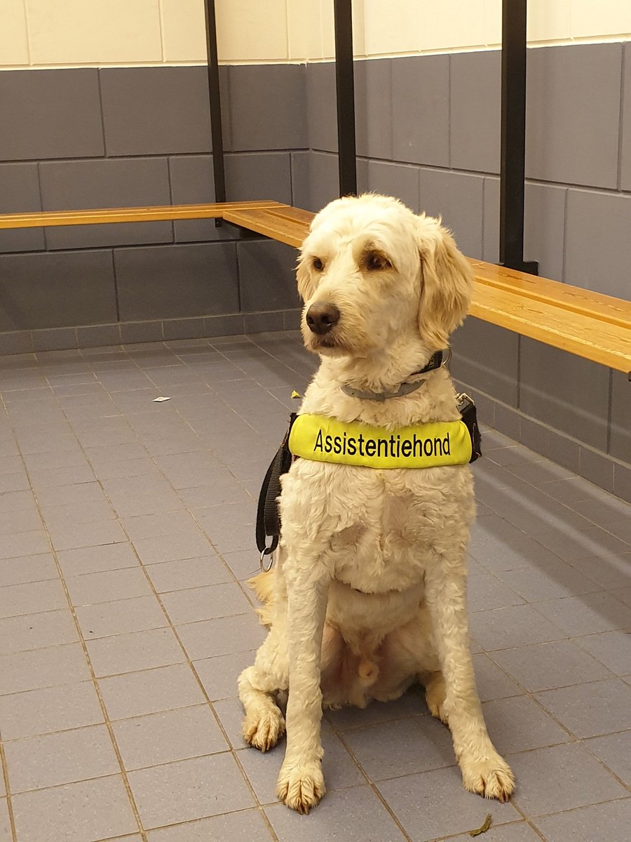 AimeeMullinsFan's tweet photo. Together we went to the athletics training, once no photo of the track but the dressing room, nice chill together before we get to work. Alfie keeps a workout of 1.5 hours just full, RESPECT!!💞 #Atverni #Looptraining #Atletiek #Samensporten #Runningblind #Alfie #guidedogs https://t.co/YOLtaQ5zU8