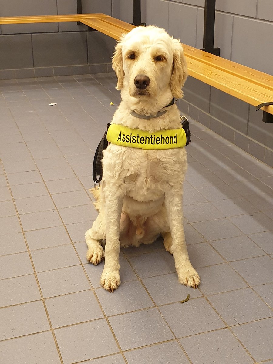 AimeeMullinsFan's tweet photo. Together we went to the athletics training, once no photo of the track but the dressing room, nice chill together before we get to work. Alfie keeps a workout of 1.5 hours just full, RESPECT!!💞 #Atverni #Looptraining #Atletiek #Samensporten #Runningblind #Alfie #guidedogs https://t.co/YOLtaQ5zU8