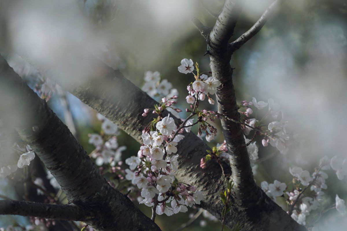 BIRDsin's tweet photo. 良い桜スポット発見^ ^ 
来年からここだな🌸
#桜 #さくら #cherryblossom 
#a7iii #sonyglens #ファインダーは私のキャンバス #写真好きな人とつながりたい #スナップ #snapshot https://t.co/l0WwGsPwSE