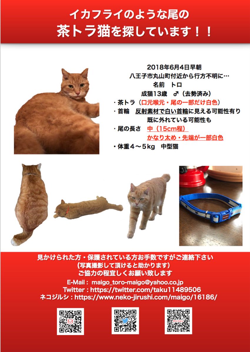 茶トラ猫トロ捜索中 八王子 Twitter પર 拡散希望 愛猫トロを捜しています 13歳オス 去勢済み イカフライの様な太めの尾 尾の長さ 中 15cm 茶トラ 口周辺と尻の先一部白色 中型猫 皆さま引き続きご協力お願いします 迷い猫 迷子猫 東京