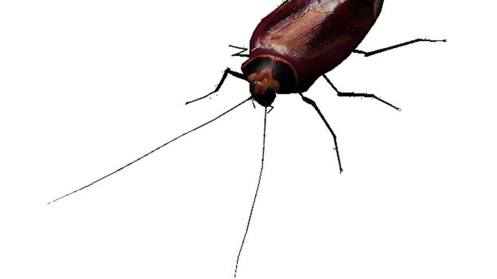 KATVNews's tweet photo. Cockroach milk may soon become the new trendy super food.  What scientists are saying about the nutritional value:
https://t.co/TX5p3rsMkA https://t.co/zpOv9QE5Wv