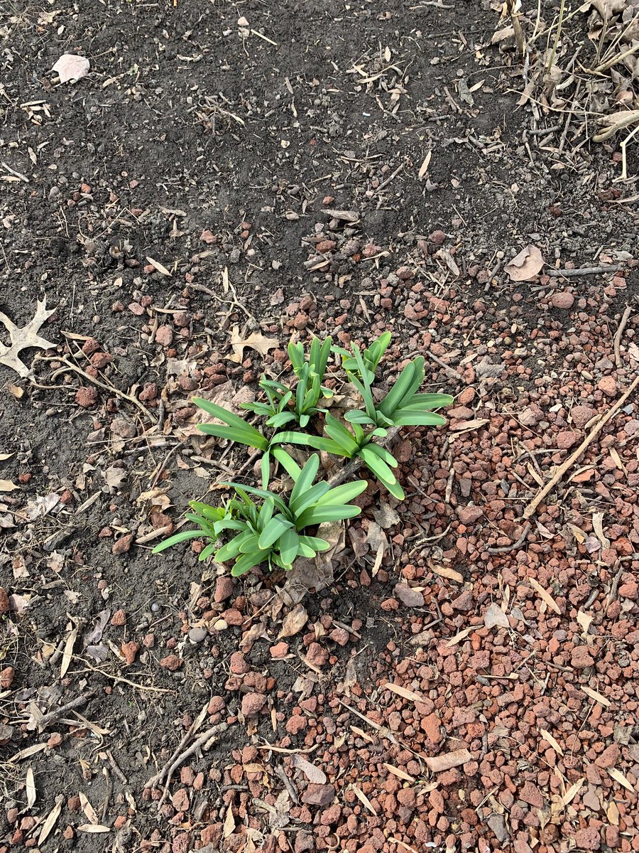 cwake625's tweet photo. I may bitch and complain about doing yard work in the hot summer, but y’all can’t lie. After a long winter, it’s nice to see this green stuff. https://t.co/6OUAVL7fZE