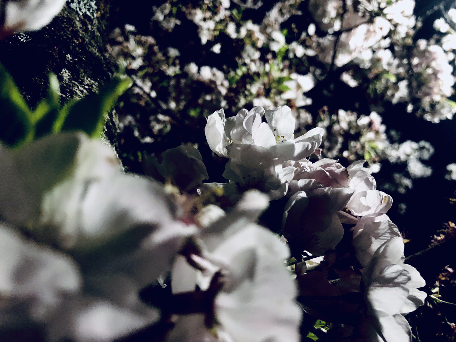 京 松山のライブ後に一人夜花見してまいりました 松山凄く良いところです おはよう T Co M2rjfprd9o Twitter