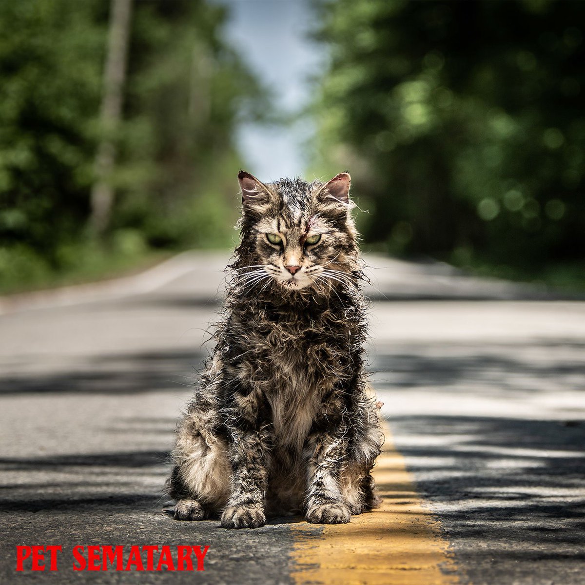 This #Caturday is gonna be purrrfect.🐈 Get Scout's Guide to the Zombie Apocalyse on iTunes and get tickets to <a href="/PetSemataryMov/">Pet Sematary</a> (starring Church), now playing in theatres. petsematarymovie.com