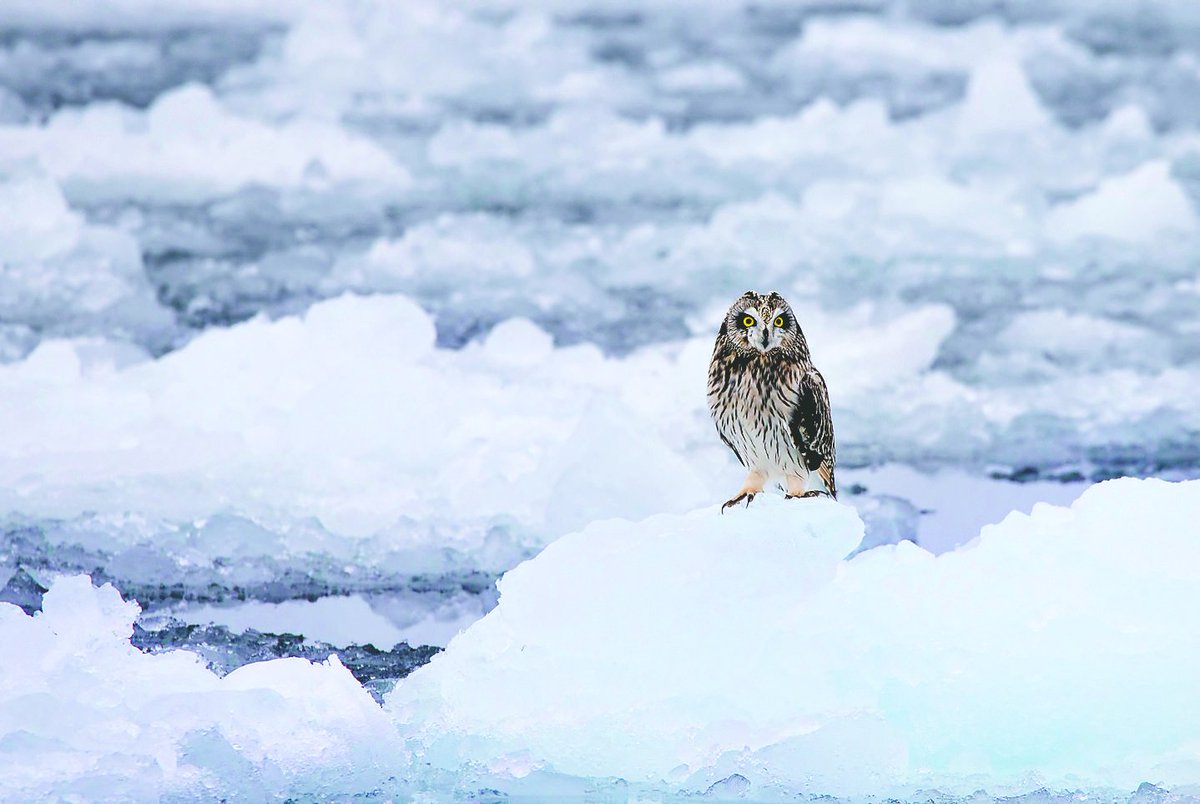 EyeOnTheArea's tweet photo. CHILLINβ ON THE ICE β It was cooler than cool to see this #ShortEared #Owl chillinβ on the Lake Ontario chunks of ice. Taken by Pat Wintemute. #eyeonthearea #bird https://t.co/yIHMEtdS3O