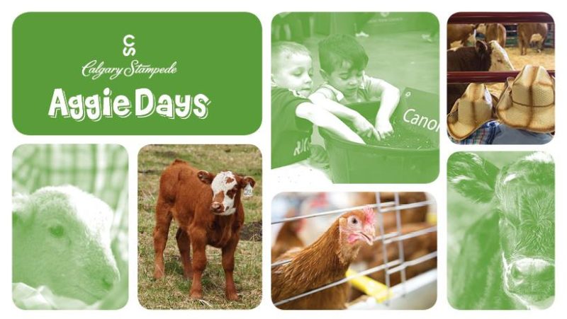albertabeef's tweet photo. #CSAggieDays is now open from 10-4 for Family Days. Bring your family down for a great FREE day of learning all about agriculture and see real farm animals. For more information check out: https://t.co/1nvO1l48eL https://t.co/0lWtjPk4Ox
