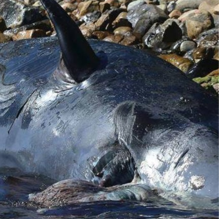 FRS_Inc's tweet photo. 🐳 😢 A pregnant whale washed up in an Italian tourist spot and had 22 kilograms (49 pounds) of plastic in its stomach! It was also carrying a dead fetus according to the country's environment minister and a marine life non-profit organization. https://t.co/RYihHpey6S Source: CNN https://t.co/85TpZj13AR