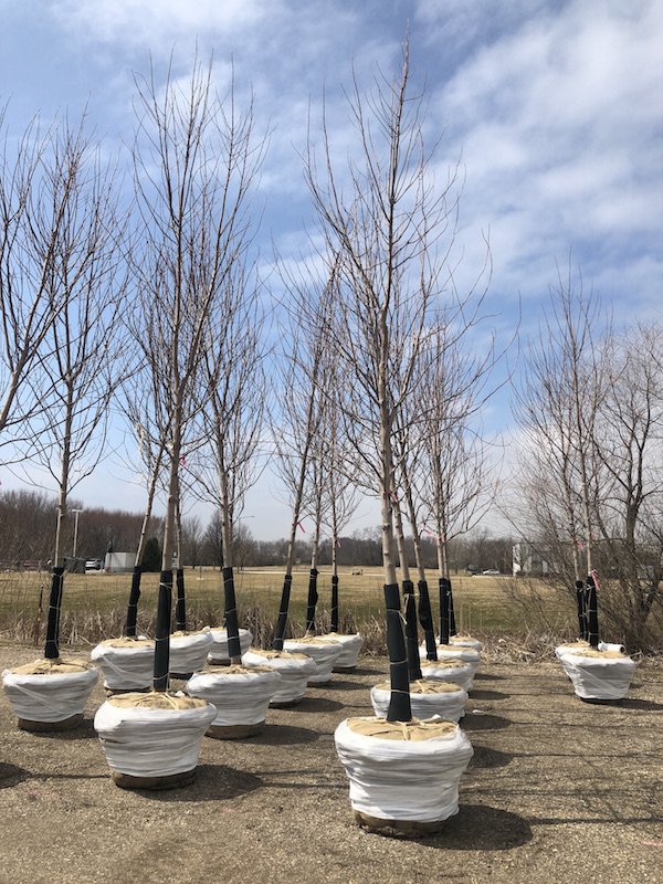 The Barn Nursery tweet media