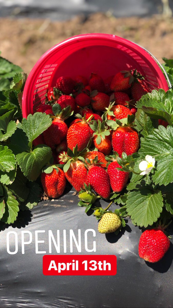 ntxstrawberries's tweet photo. It’s TIME!!! #pickyourown #strawberries https://t.co/v5aQPqSwnN