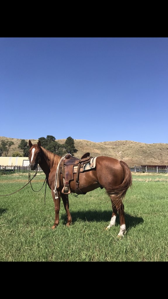 Carlson1977N's tweet photo. The Legends of Ranching Sale @ Colorado State University is just around the corner. This is our lot 28 consignment Skeeter. Sixes Pick x Snicklefritz https://t.co/1Hrecb21fi