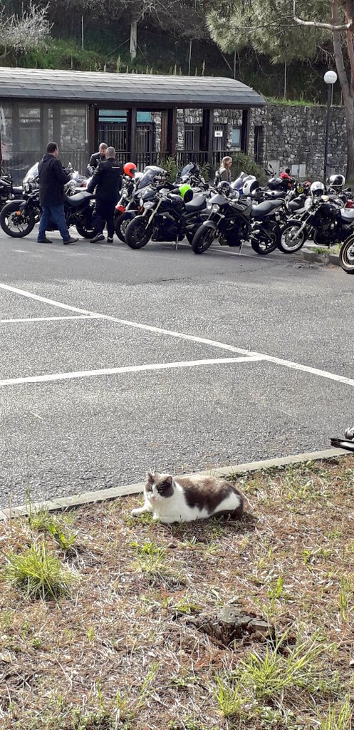 rptmtt's tweet photo. ...assopito al tiepido sole... stamane lui non era interessato alle moto del #Raduno #Rst #Tomcc #BlackRally #TriumphistiGrifoni #OnTheRoad https://t.co/rGiL6AbwPQ