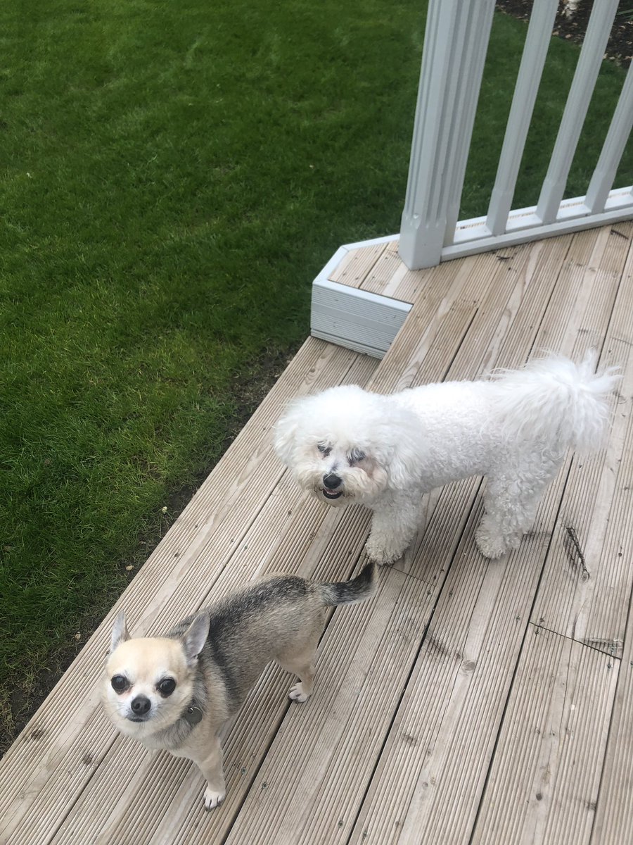 Dexter Chihuahua tweet media