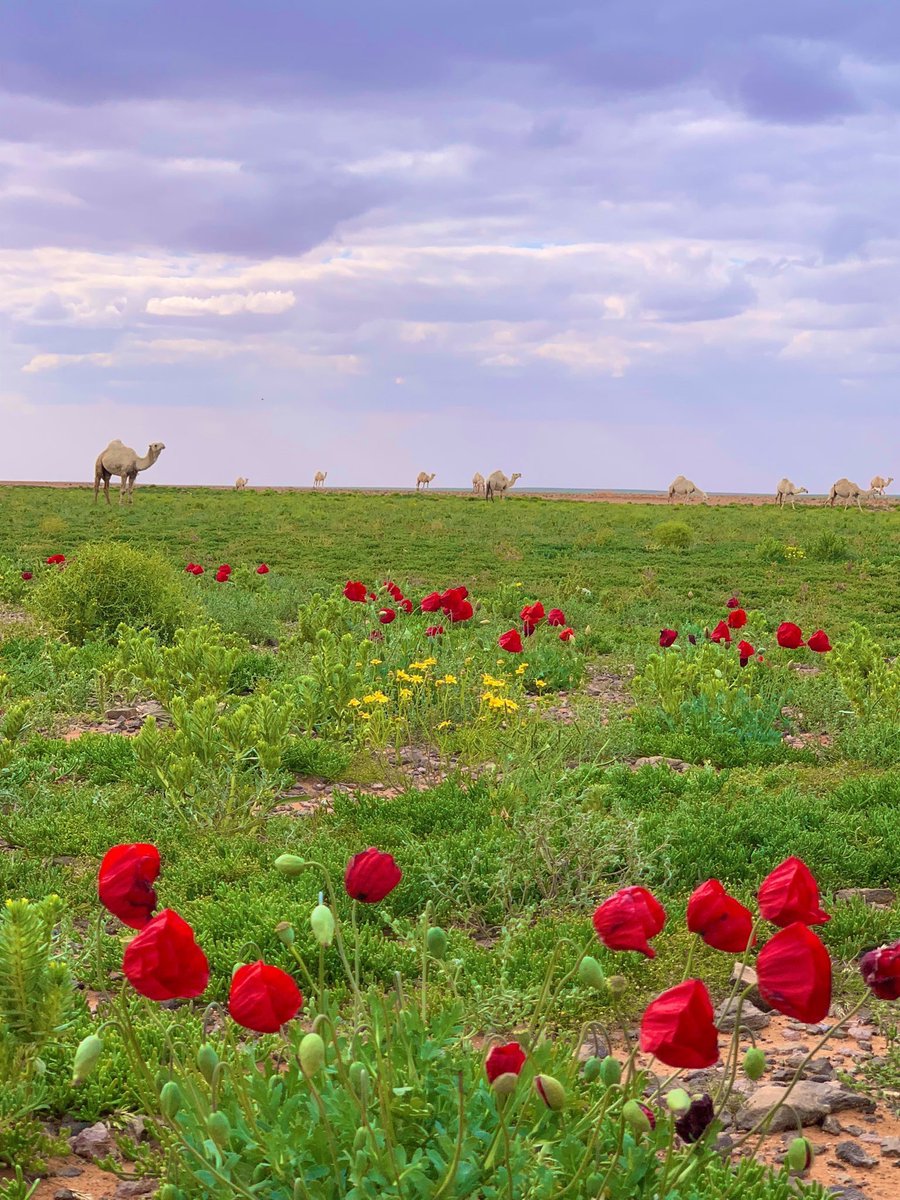 فديت عيونك (@85sult) on Twitter photo 