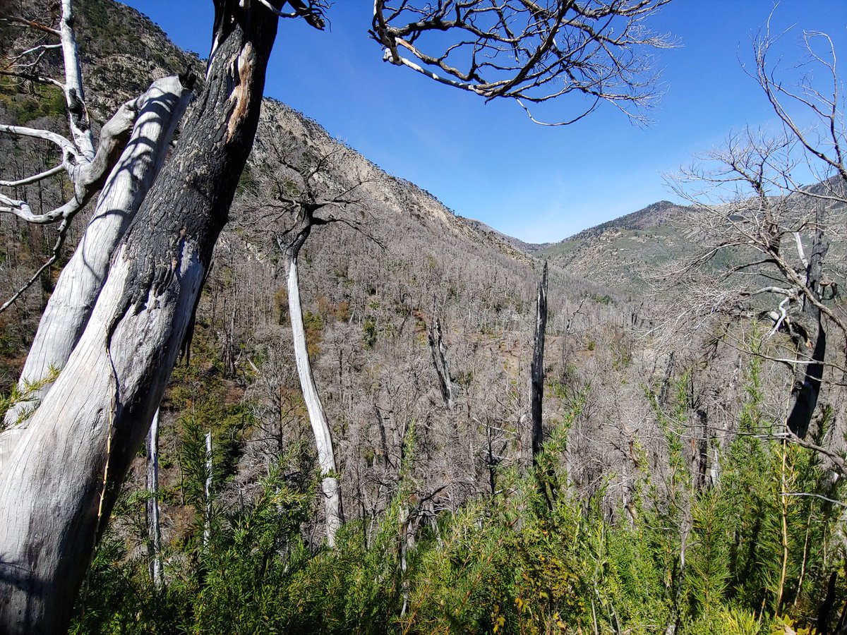 chilean_plants's tweet photo. Cuatro años después del incendio en Reserva Nacional China Muerta y sectores aledaños (+ 3.500 ha), #Chusquea culeou (Colihue), Ribes (Zarzaparrilla) y #Nothofagus dombeyi (Coihue), entre las especies que colonizan las zonas afectadas.
#floradeChile #chileanflora https://t.co/BD0kgWJA3T