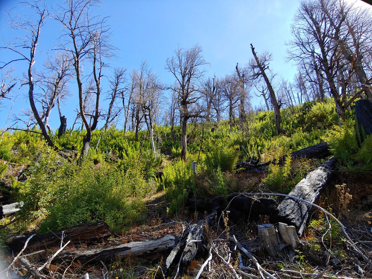 chilean_plants's tweet photo. Cuatro años después del incendio en Reserva Nacional China Muerta y sectores aledaños (+ 3.500 ha), #Chusquea culeou (Colihue), Ribes (Zarzaparrilla) y #Nothofagus dombeyi (Coihue), entre las especies que colonizan las zonas afectadas.
#floradeChile #chileanflora https://t.co/BD0kgWJA3T