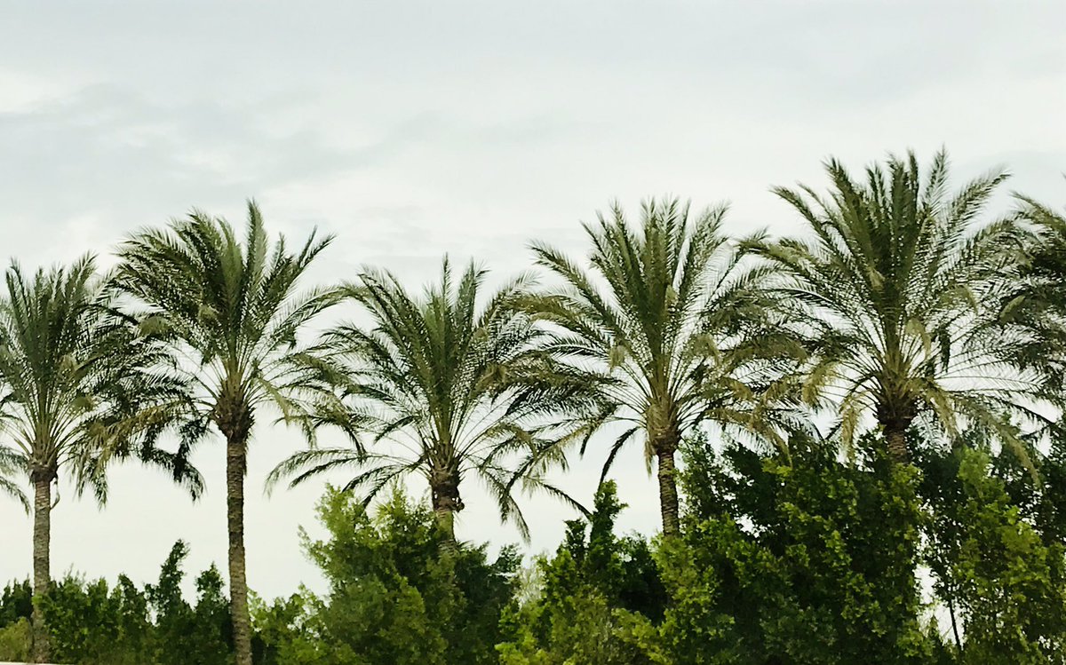 nohabazMD tweet media