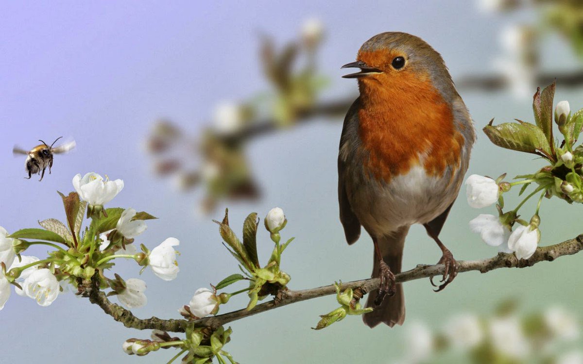 corner_elise's tweet photo. Have a Nice Saturday🐦🌼🐦 🐦🌼🐦 🐦🌼🐦 https://t.co/rj3hm4UCym