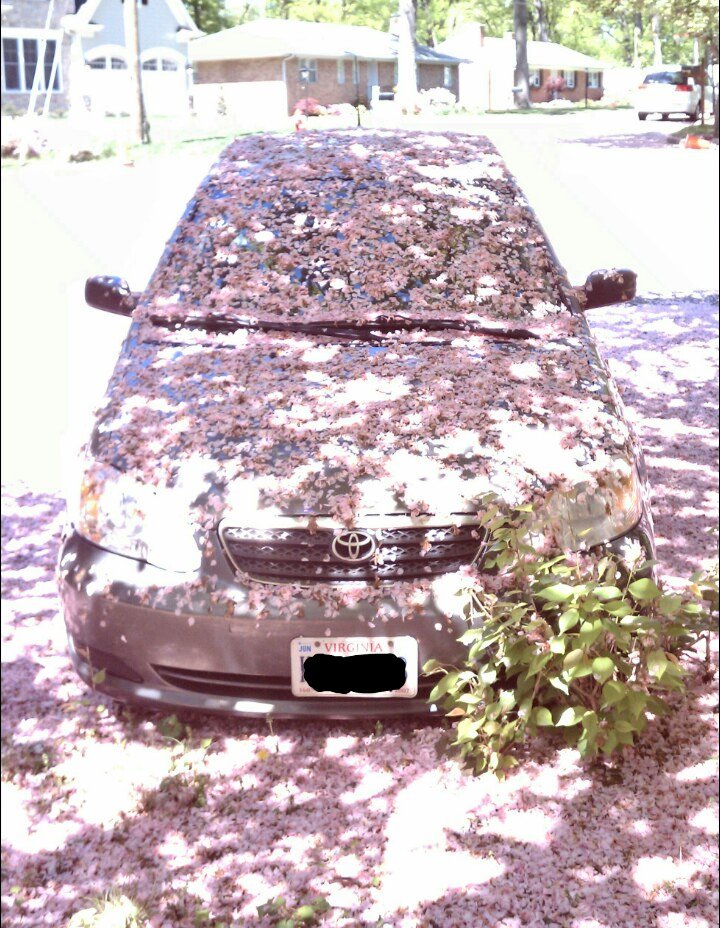 Minerva8918's tweet photo. Hey @spann - seeing all the lovely photos of the #CherryBlossoms in DC took me back to my days of living in Northern VA.
This is what happens when you park under cherry blossoms. https://t.co/pJBdN5m4Ud