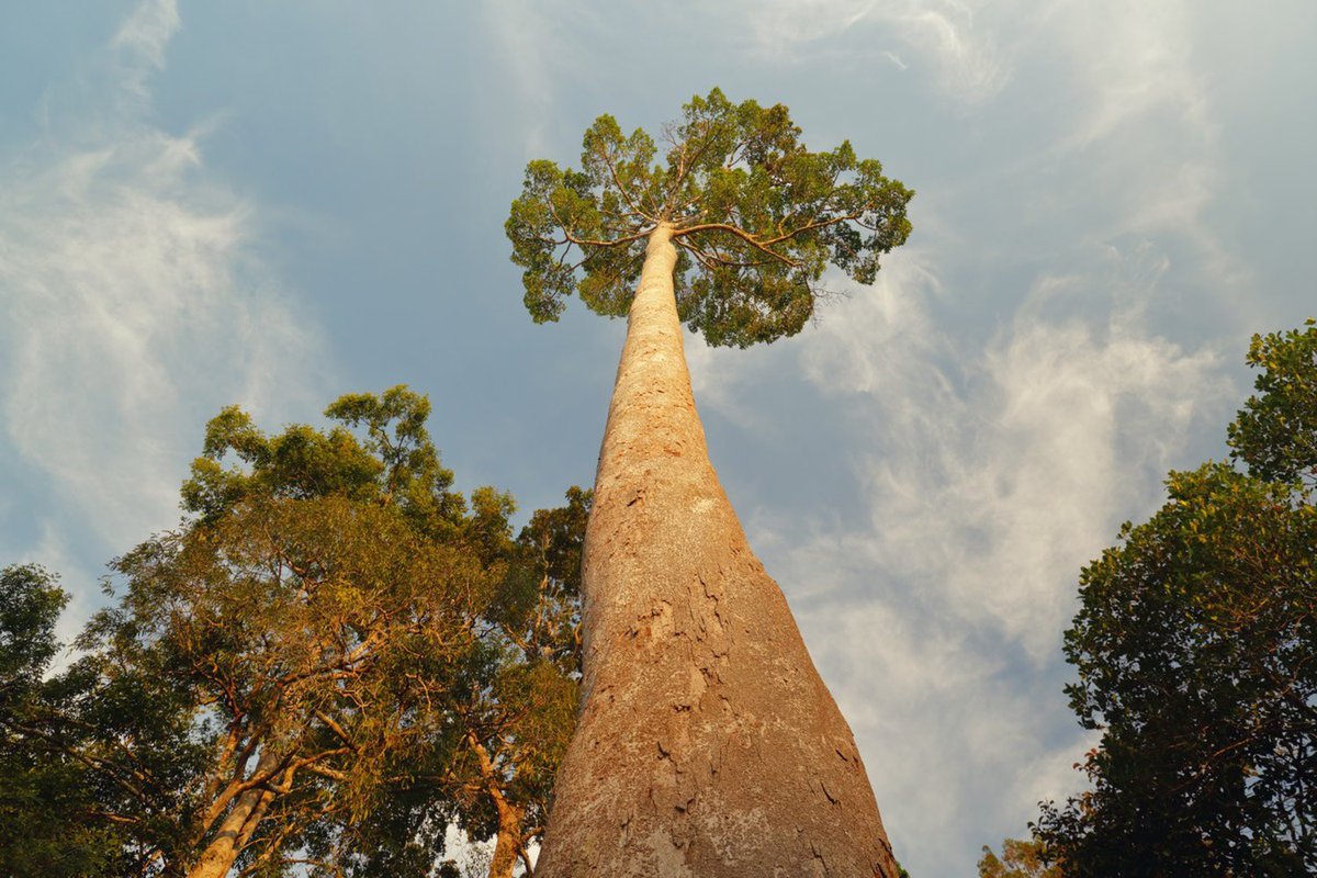 The World's Tallest Tropical Tree Is Longer Than a Football Field dlvr.it/R2HZrQ