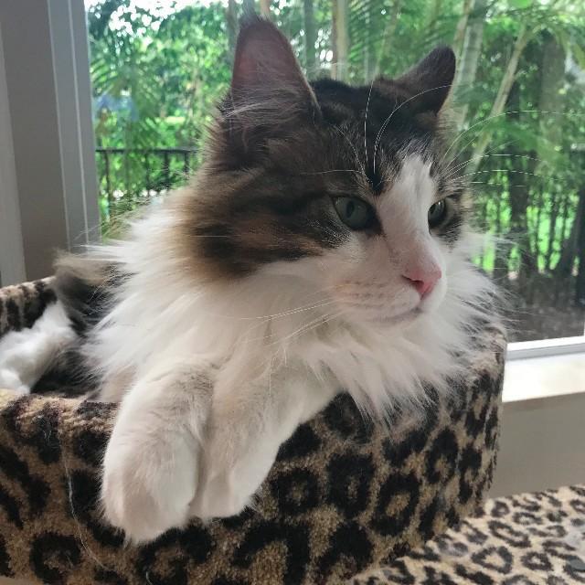 PurrfectPost's tweet photo. β
β
β
β
β
Just chilling!
See more at Purrfect View https://t.co/EAGC4alGFJ
#PurrfectPost #kitty #cat #catlover #kittens #instacat #loveΒ #PawProjectSpokescat #scratchingpost #catscratchingpost #catfurniture #veterinary #design #cutecat #catproducts #catwellness #cathealth https://t.co/R6pNQE0CEZ