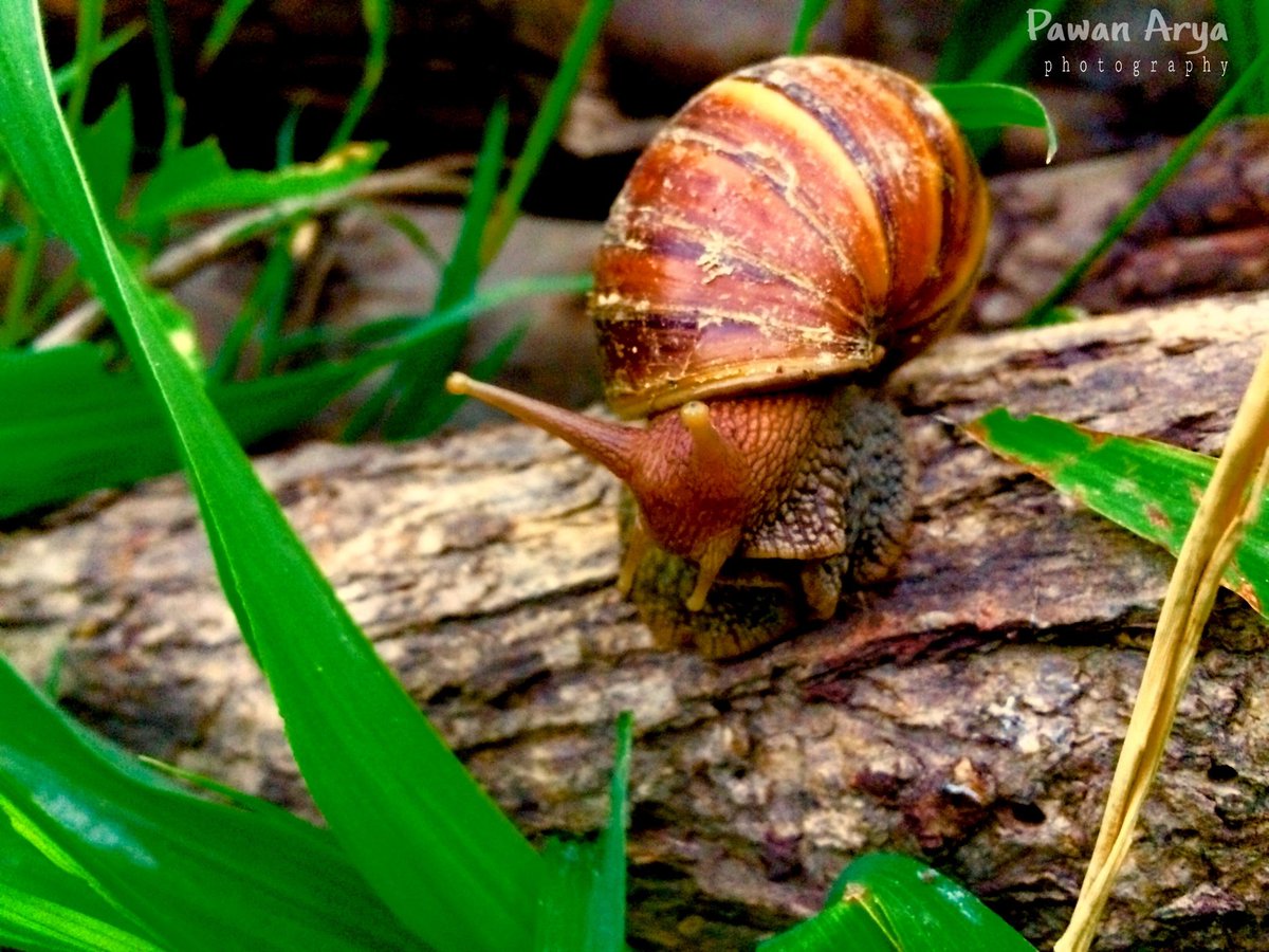 Here's the 1st photography and launching 
#PawanAryaphotography..
keep supporting❤❤
#photography #wildlifephotography #snail #nature #natureofindia #indianphotography #Bollywood #photographersofindia #photoshoot #bts #photographyindia   #patnaphotographers #bihar #India