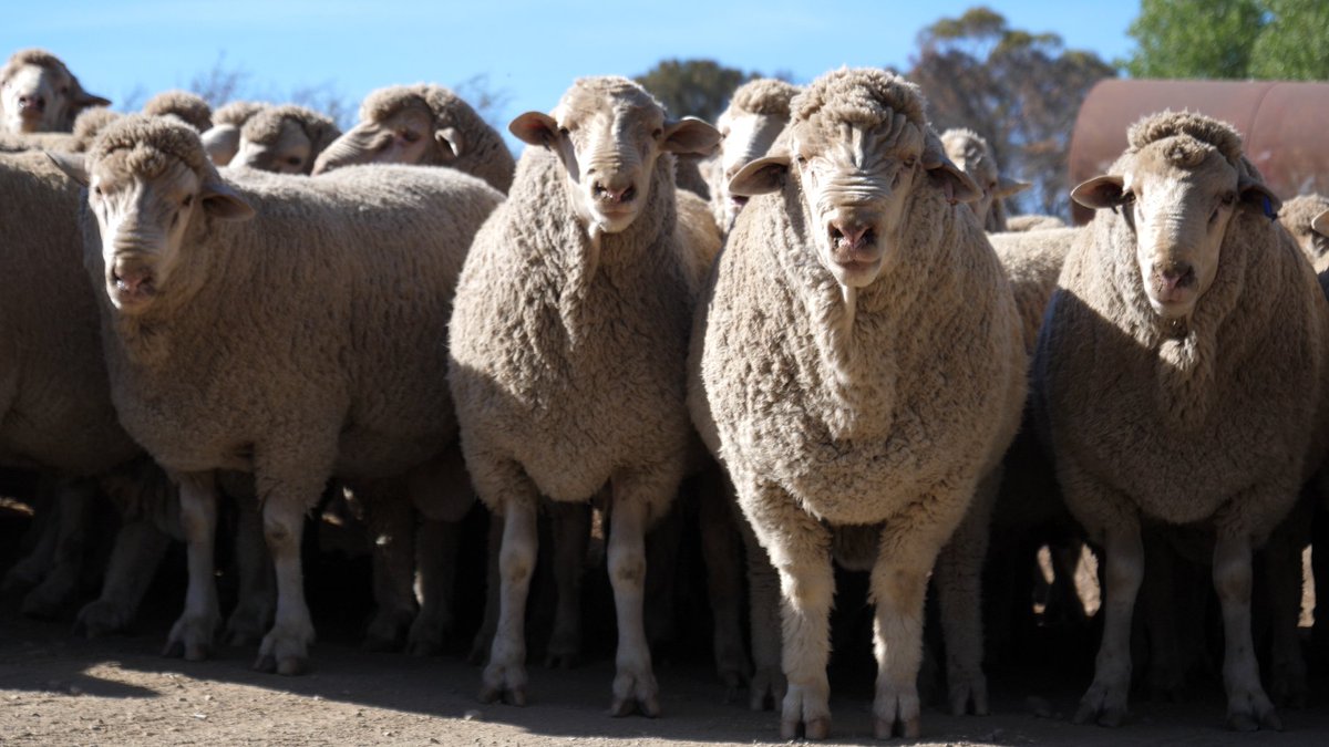 MolatekSA's tweet photo. This week we asked if you could identify the dual-purpose sheep breed that derived it's name from the Agricultural Research Station in the Eastern Cape.

Well done to everyone who said Dohne Merino!

#molatek #guessthebreed #sheepbreed #dohnemerino #sheepfarming https://t.co/UvssLB8IIk