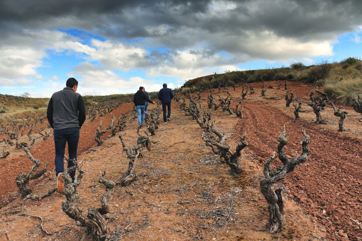 Viendo la brotación en nuestra joya de garnachas centenarias. #territorioproelio