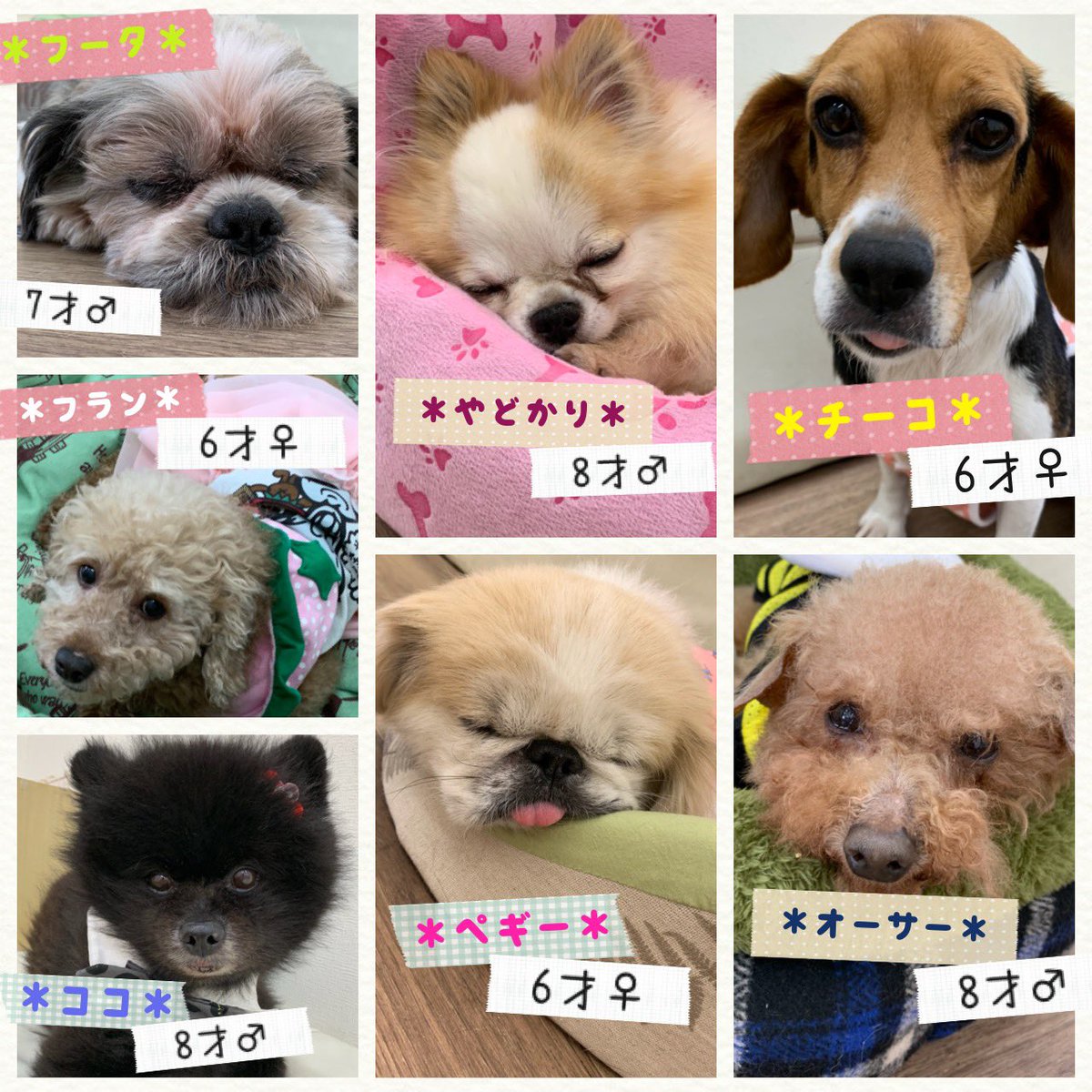 殺処分0 Lang Ja Twitter Search