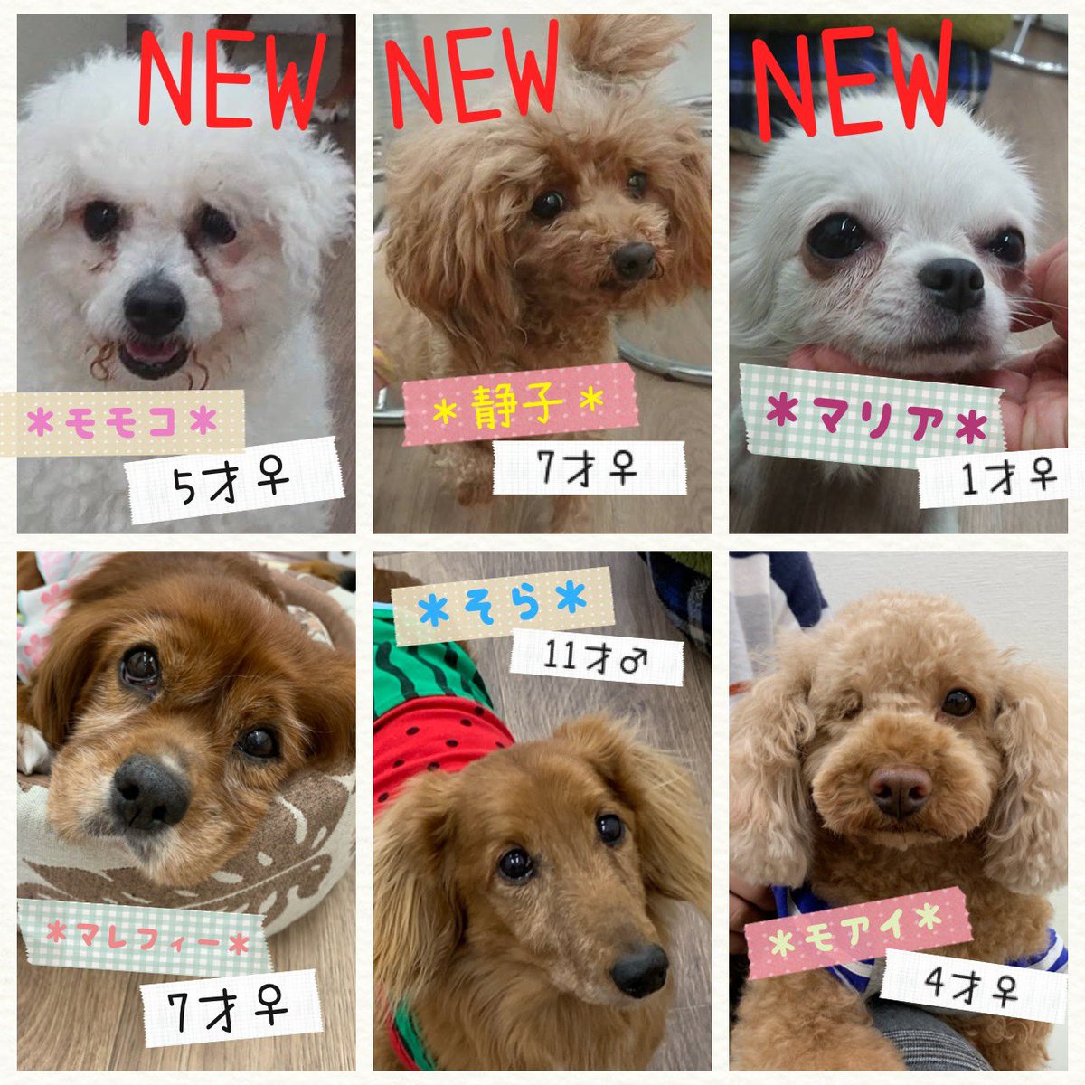 殺処分0 Lang Ja Twitter Search