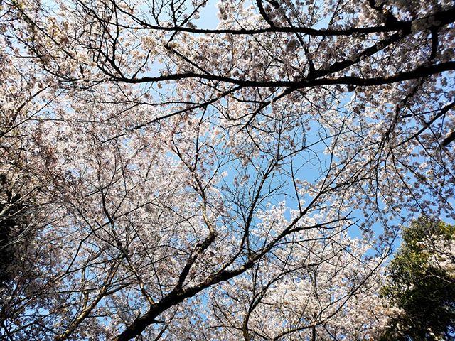 比治山公園