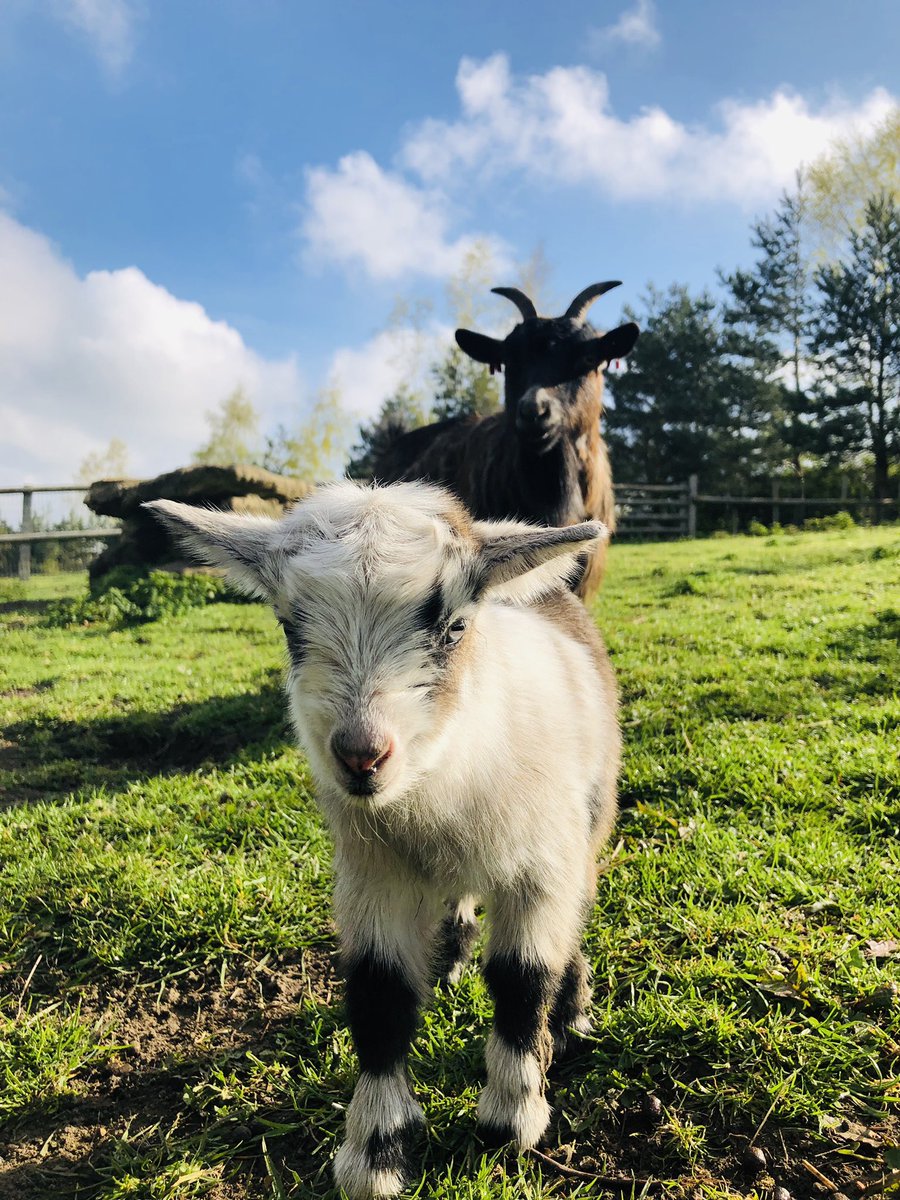 FarmNanny's tweet image. Just one of our new arrivals , All the animals are exclusively yours on your special day we can even arrange for them to be a part of that special moment be it an alpaca or Donkey for the more adventurous why not a goat 🐐 #weddingvenue #weddingleeds #farmwedding #weddingplanner