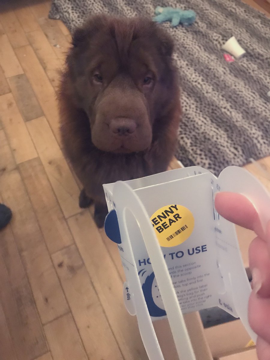 SusieTime's tweet photo. Soooo itβs been a few days in and Benny Bear and Bertie Bear are enjoying their delivery! The excitement was unreal when everything arrived ha @tailsdogfood π»π» #realbears #loveoffood https://t.co/S6hBgM9TVL
